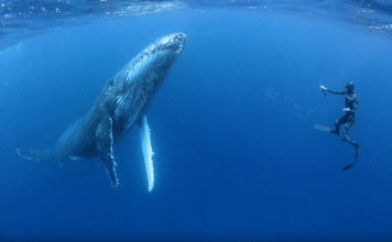 Humpbackswims.com Is Offering A Tempting Incentive To Swim With Whales In Tonga