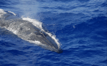 Gulf of Mexico Bryde's Whale
