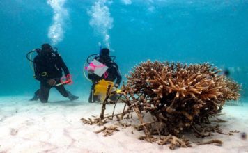 Bay Islands Reef Restoration