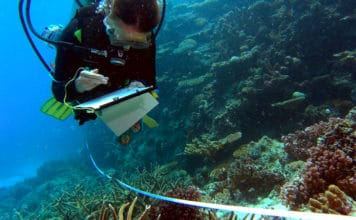 Reef Check Diver collects data on coral bleaching and other ecosystem health indicators along a transect.