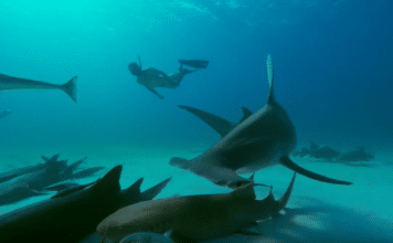 Canada Bans Shark Fin Imports