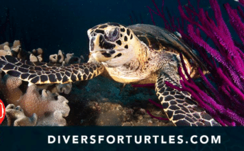 Divers For Turtles Launches Sea Turtle Diver Pledge