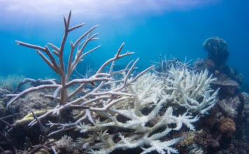 Coral bleaching on a reef