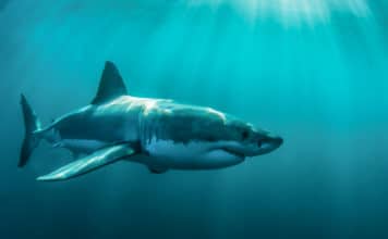 Great white shark underwater, Gansbaai, Western Cape, south Africa
