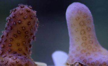 Effects of Sunscreen on coral