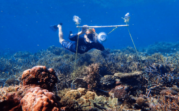 Tim Gordon deploys an underwater loudspeaker on a coral reef. Credit Harry Harding, University of Bristol.
