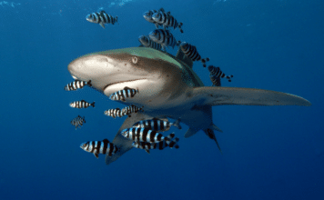 Oceanic Whitetip Shark (Image Credit: Elke Bojanowski / WWF-HK)