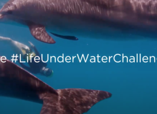 Life Underwater Photo Challenge